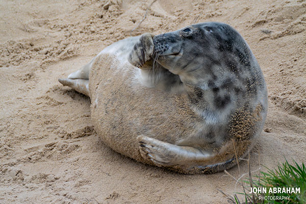 grey seal