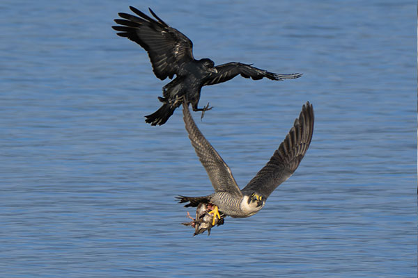 Peregrine falcon with teal in its talons chased by ravens