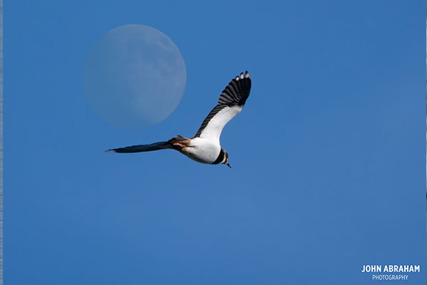 lapwing in front of the moon