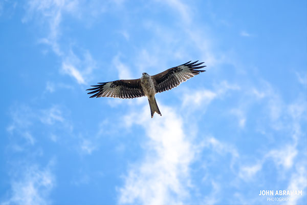 red kite from below