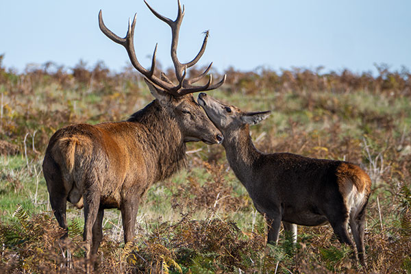 Red deer stag and hind