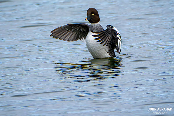 Golden eye duck in the water