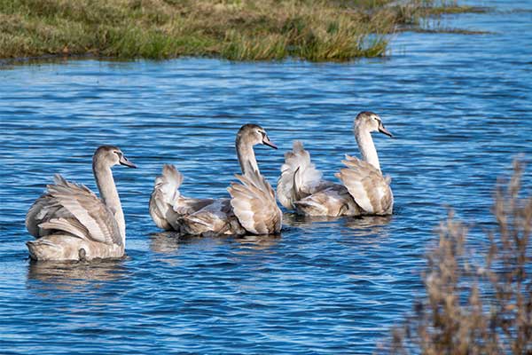 Mute swan signets