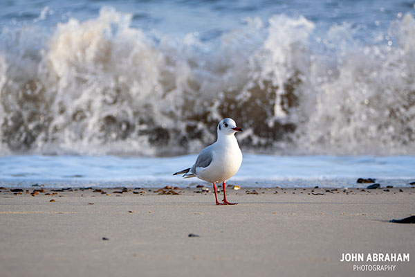 herring gull at the beach
