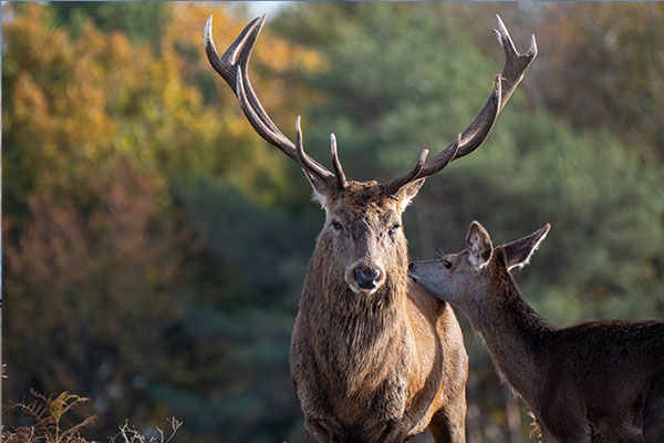 Red deer stag and hind