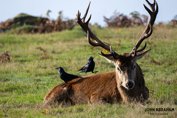 Red deer with jackdaws on its back