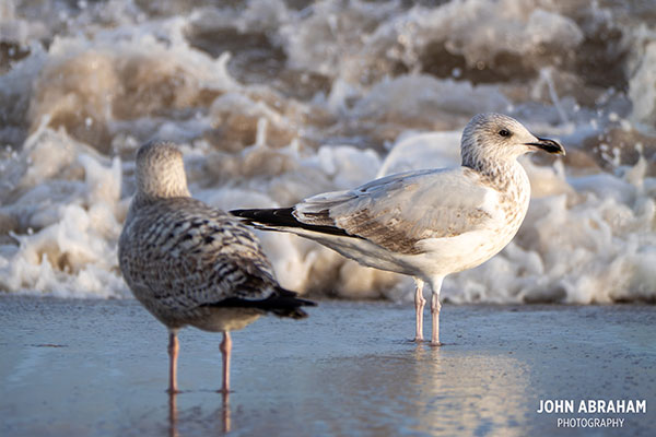 herring gull at the beach